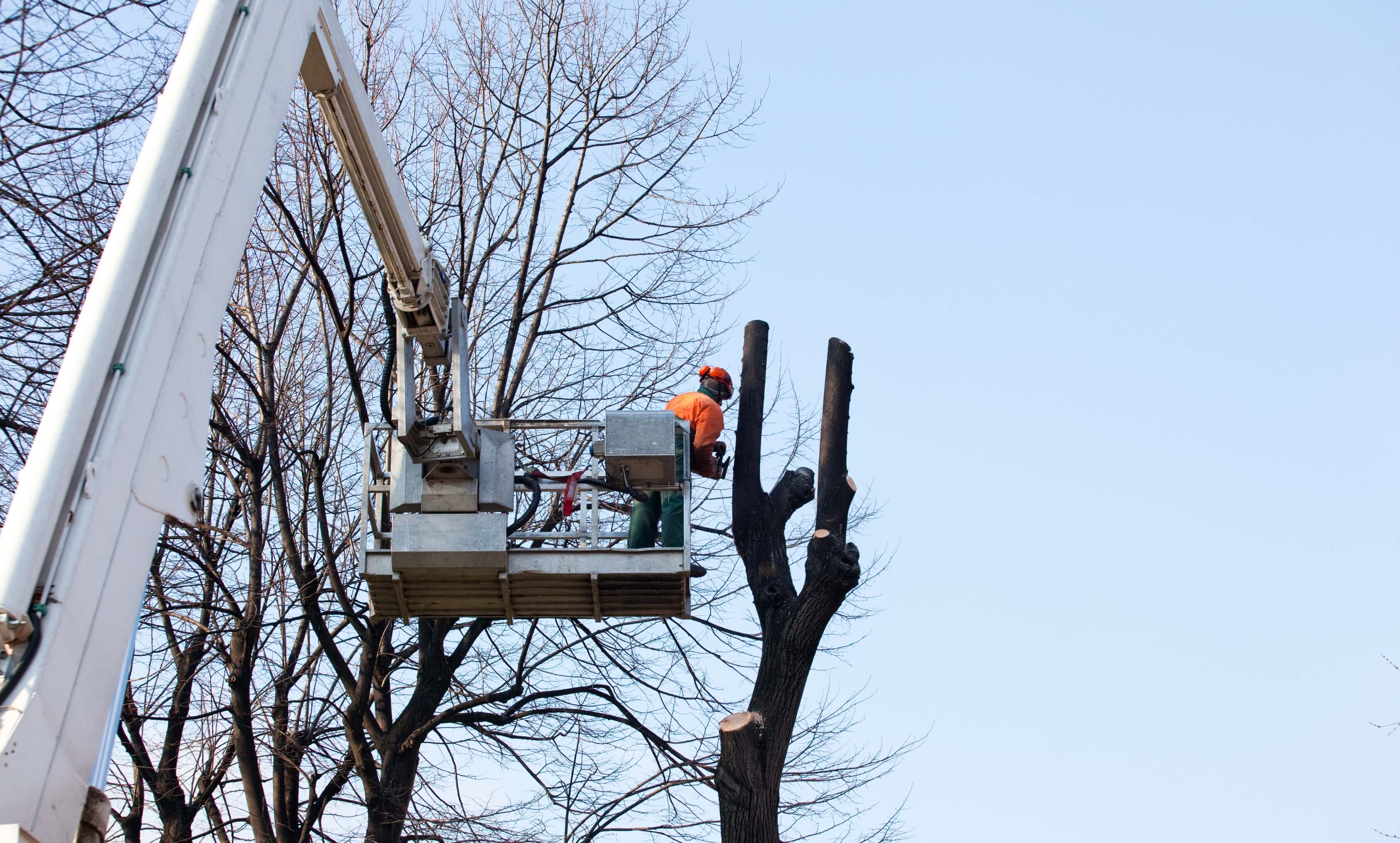 🌳 6 Things You Need to Know Before Tree Lopping in Perth Lumberjacks